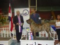 In Memorian - Fila Brasileiro Tigrado - Canil Singular - Motivador